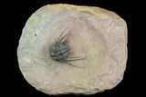 Killer, Kettneraspis Trilobite - Lghaft, Morocco #128952-2